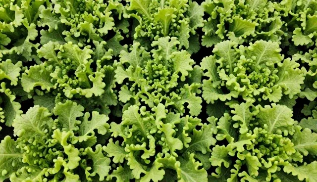 有机蔬菜业务发展趋势适用情况与限制分析